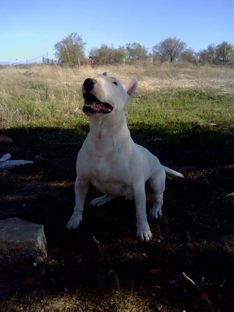 vendo fabulosa camada de bullterrier