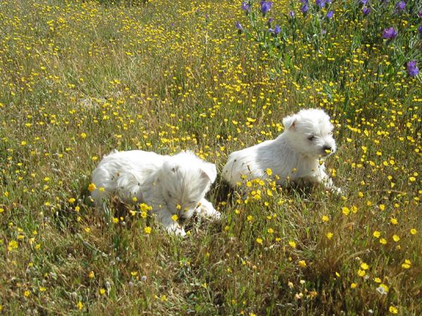 Westys cachorros muy copactos con mucho hueso.