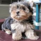 Yorkshire terrier cachorros para su aprobación - mejor precio | unprecio.es