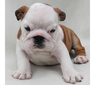 !Adorable hombres y mujeres cachorros de Bulldog Inglés disponibles!