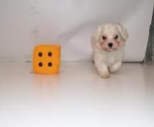 bichon maltes, adorables y cariñosos