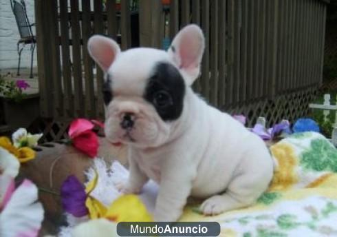 Bulldog frances de pura raza Regalo