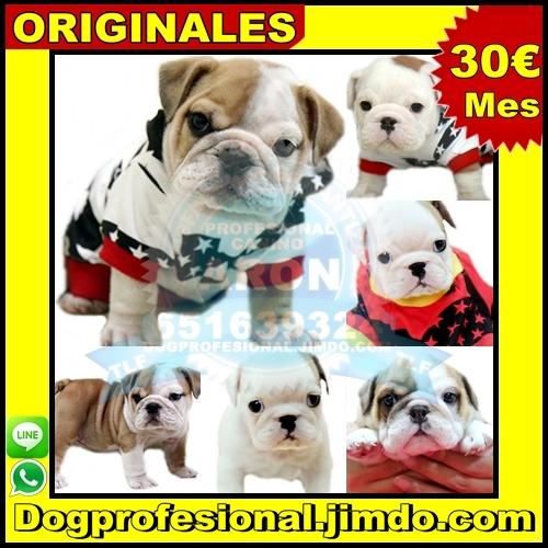 bulldog ingles cachorros venta