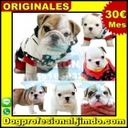 bulldog ingles cachorros venta - mejor precio | unprecio.es