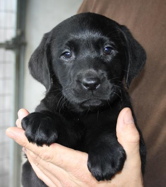 Cachoros de Labrador con espectacular pedigree