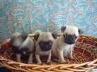 Carlinos pug de color beige , machos & hembras disponibles , cachorros super bonitos