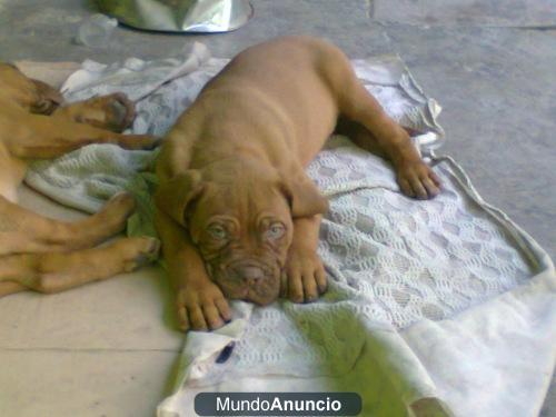 Hermosos Cachorros Dogo de Burdeos