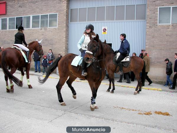 SE VENDE CABALLO DE SALTO