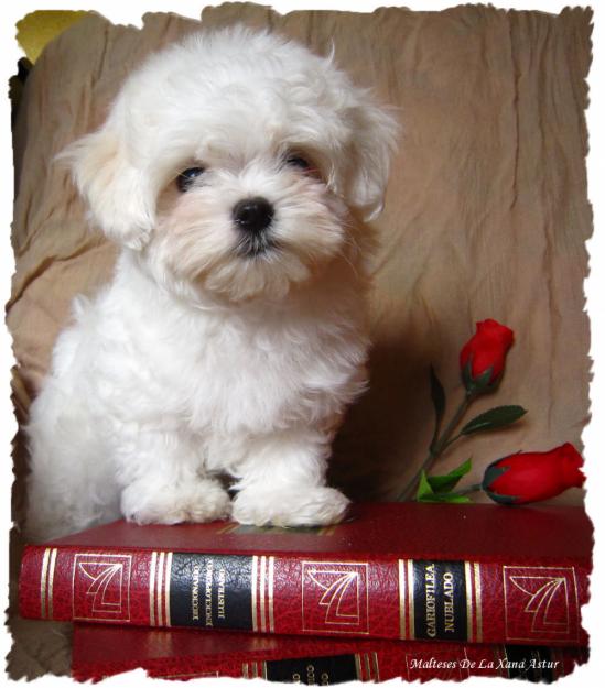 Bichon Maltes De La Xana Astur