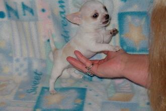 Chihuahua Babys mini