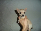 Chihuahua macho mini toy - mejor precio | unprecio.es