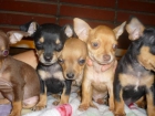 CHIHUAHUA TOY. NACIONALES. PEDIGREE. GARANTIA. 2 MESES - mejor precio | unprecio.es