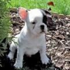 Excelentes, Bulldog Frances, magnifico pedigri, 130 euros. - mejor precio | unprecio.es