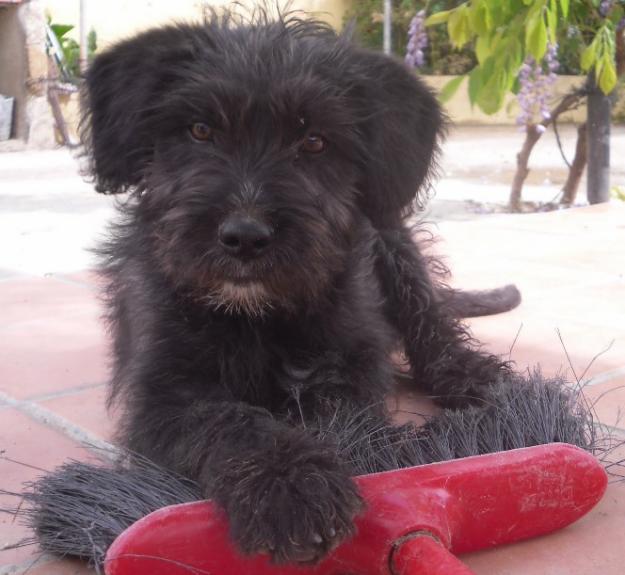 Morito, cachorro x schanucer gigante en adopcion