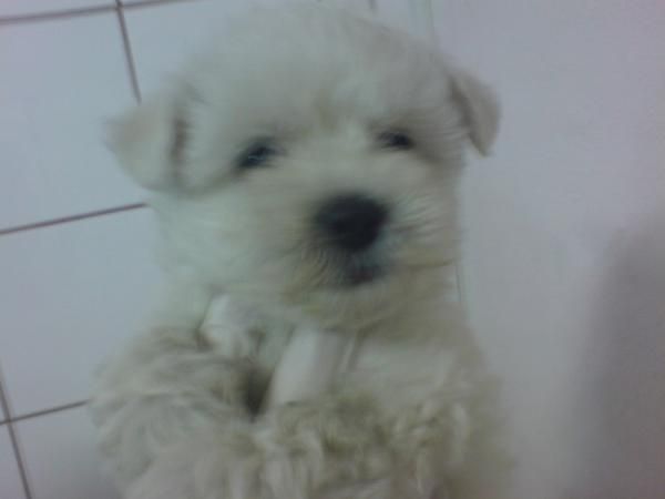 BICHON MALTES EN VENTA CACHORROS