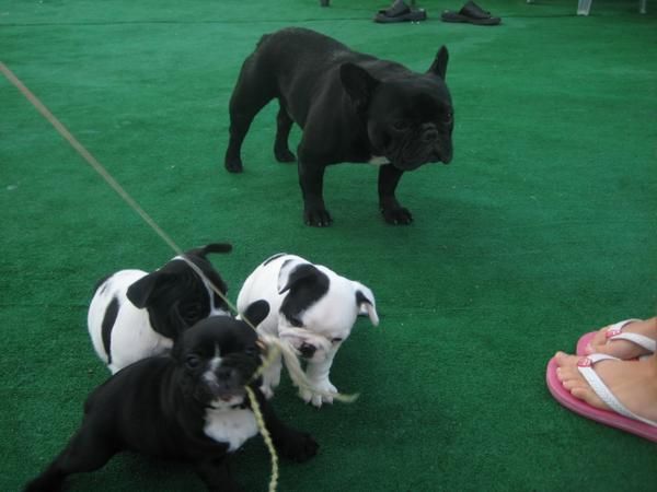 cachorro bulldog frances