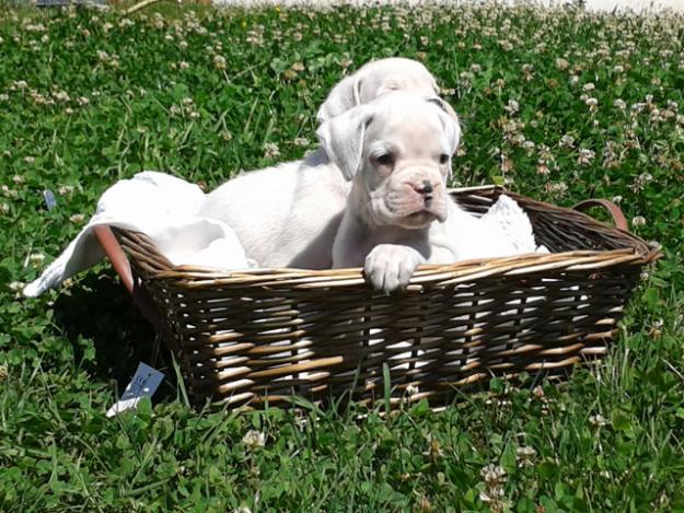 Cachorros boxer blancos