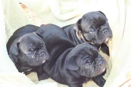 Cachorros de bulldog frances fawn  120