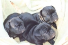 Cachorros de bulldog frances fawn 120 - mejor precio | unprecio.es