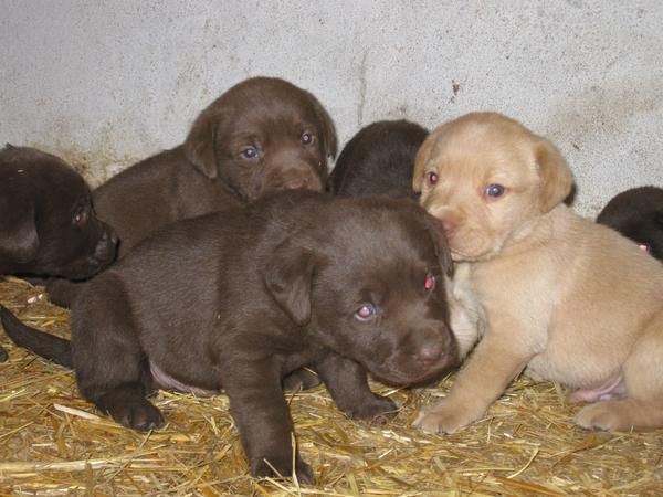 camadas de labradores