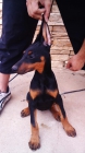 Excelente camada doberman - mejor precio | unprecio.es