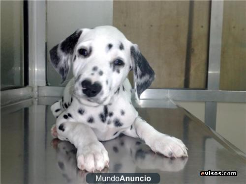 vendo cachorro de dalmata