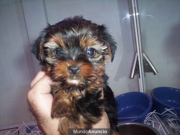 YORKSHIRES TERRIER PERROS MINIATURA, perros, cachorros, criadero, venta.