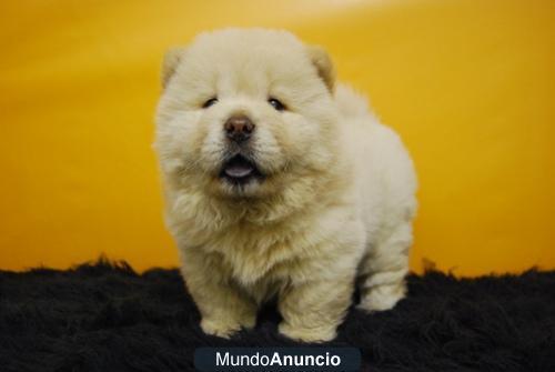 Actualemte disponibles CHOW CHOW en color canela o blanco