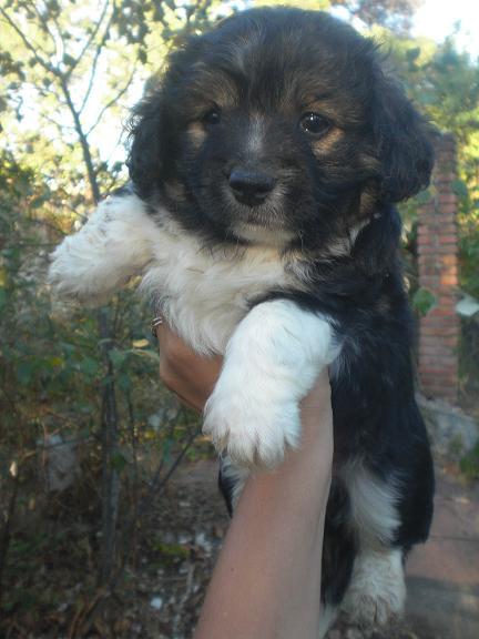 BAMBÚ, cachorro tamaño grande