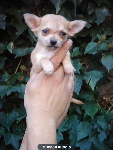 CACHORRO CHIHUAHUA  400€