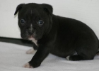 disponibles x-mas dar cachorro pit bull - mejor precio | unprecio.es