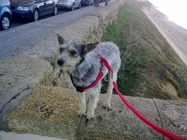 EN ADOPCIÓN: Cuánto puede llegar a sufrir un perro hasta encontrar su hogar definitivo, Lo