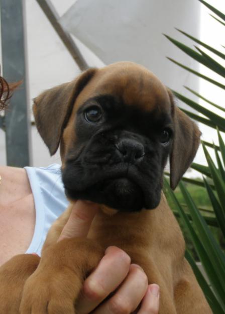 EXELENTES CACHORROS BOXER