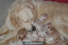 GOLDEN RETRIEVER - mejor precio | unprecio.es