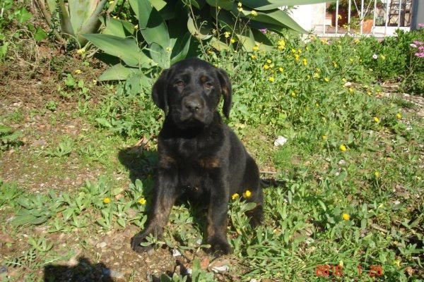 LABRADOR + VACUNA + CARTILLA 99