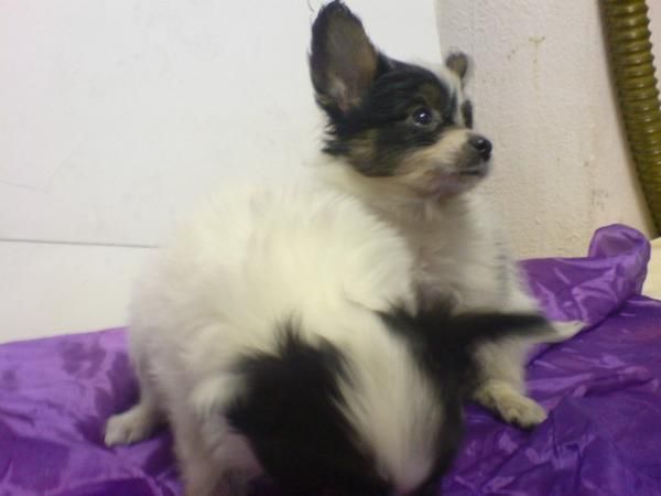 PAPILLON, CACHORROS, PERROS, EN VENTA  Preciosa camada, se entrega a partir de los 2 meses. Somos un criadero que dispon