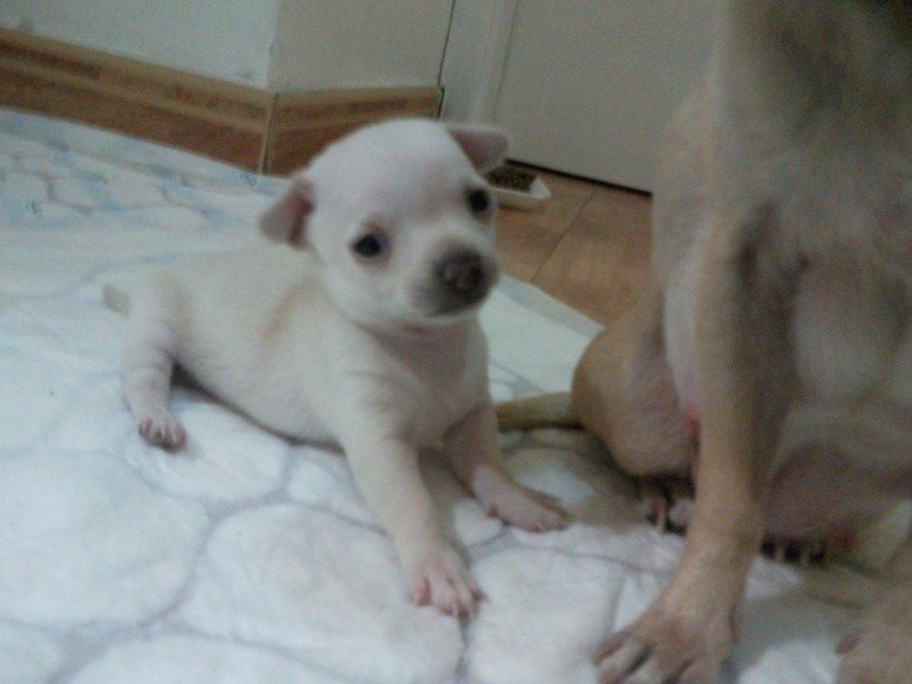 se venden 2 hembras y 1 macho chihuahua