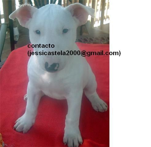 Terrier cachorros hembras y machos toro listo,, ..