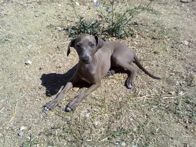 Último cachorro de Galgo Italiano