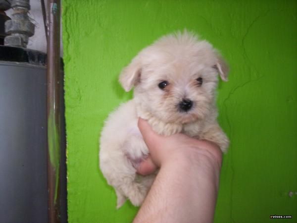 Bonitos cachorros de bichon maltes de 8 semanas