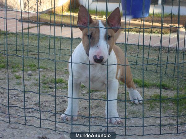 bullterrier miniatura