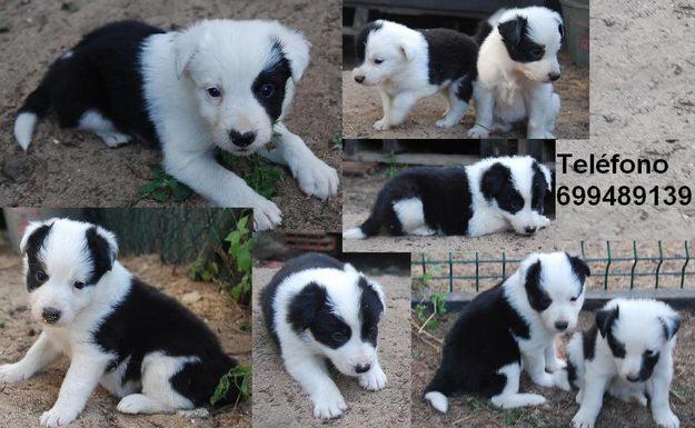 Cachorritos Border Collie