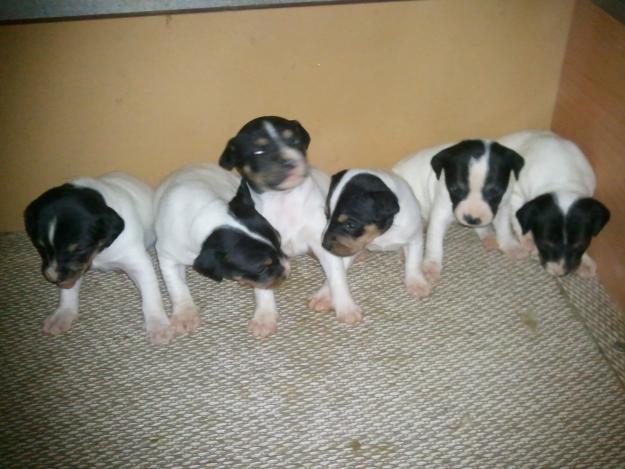 cachorros de bodeguero