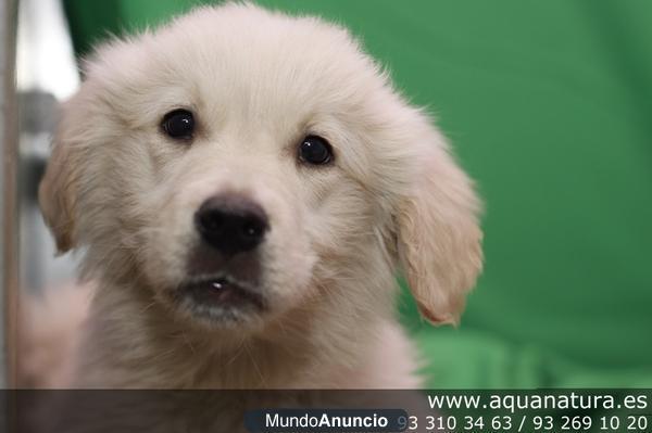 GOLDER RETRIEVER - CACHORROS -  GARANTÍA AQUANATURA  - TIENDA EN BARCELON..Preciosa camada, se entrega a part