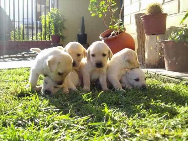 labradora en canela