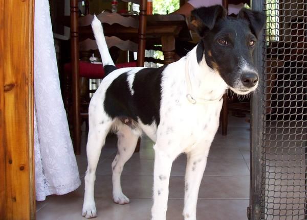 novia para fox terrier