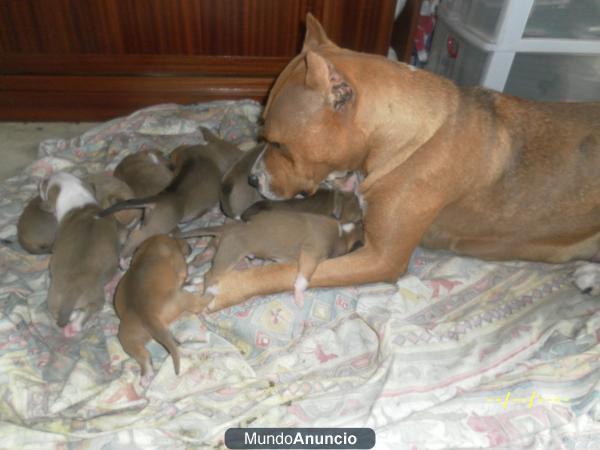 VENDO CACHORRITOS AMERICAN STANFORD