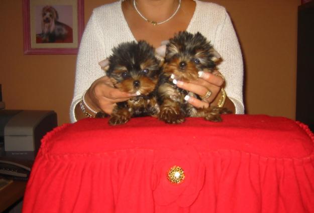 Yorkshire Terrier Superminiaturas (Garantizados)