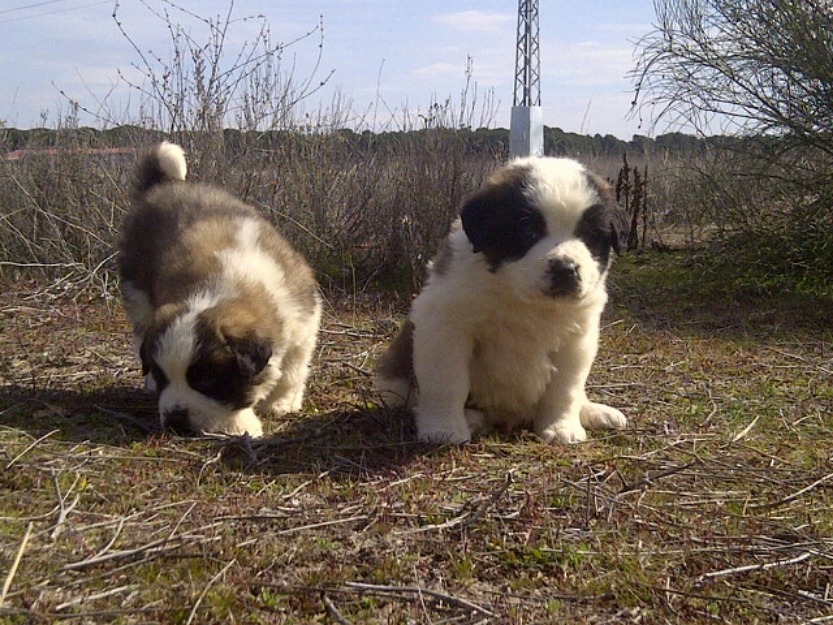 Cachorros san bernardo de pelo largo