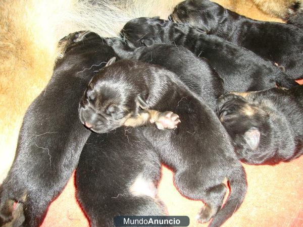 Camada Cachorros Pastor Aleman